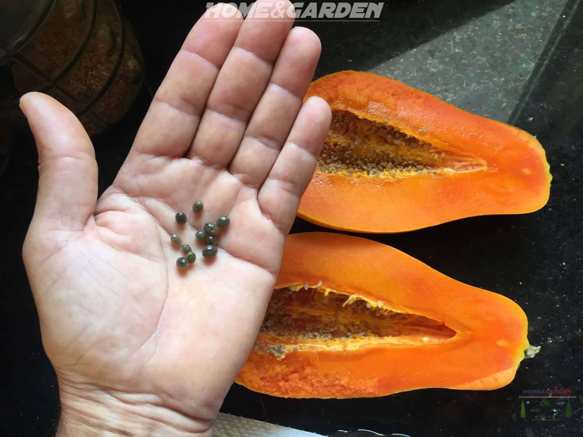 How to Plant Papaya Seeds