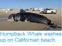 https://sciencythoughts.blogspot.com/2018/11/humpback-whale-washes-up-on-californian.html