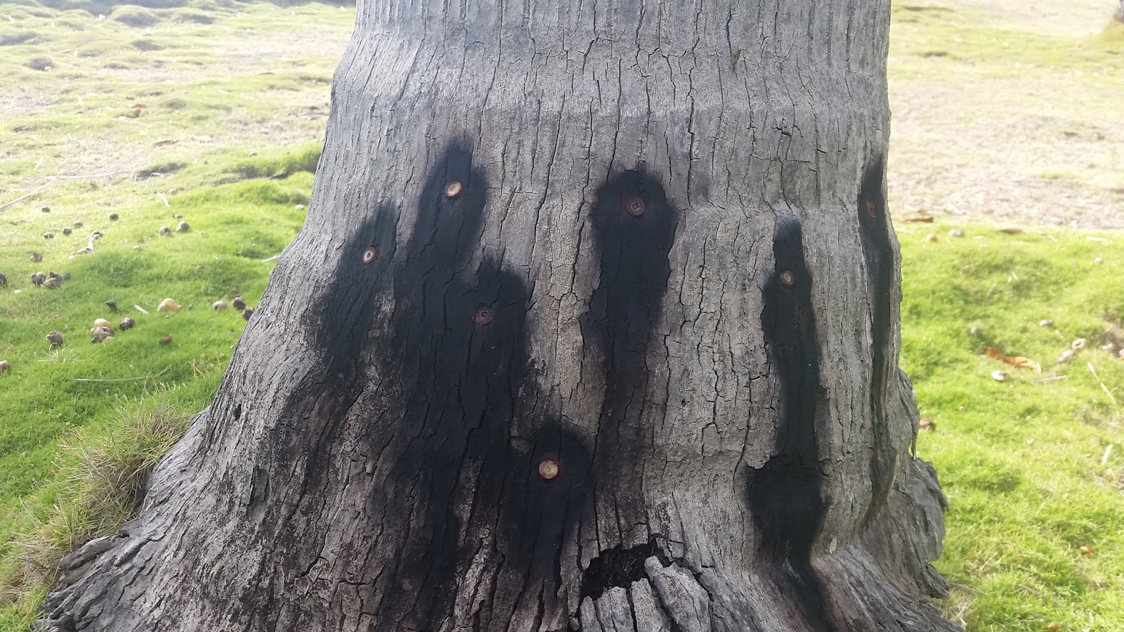 The case of the disappearing coconuts A closer Look