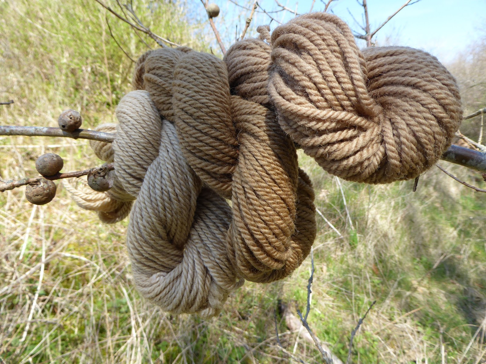 Wool Tribulations of Hand Spinning and Herbal Dyeing Oak Gall and