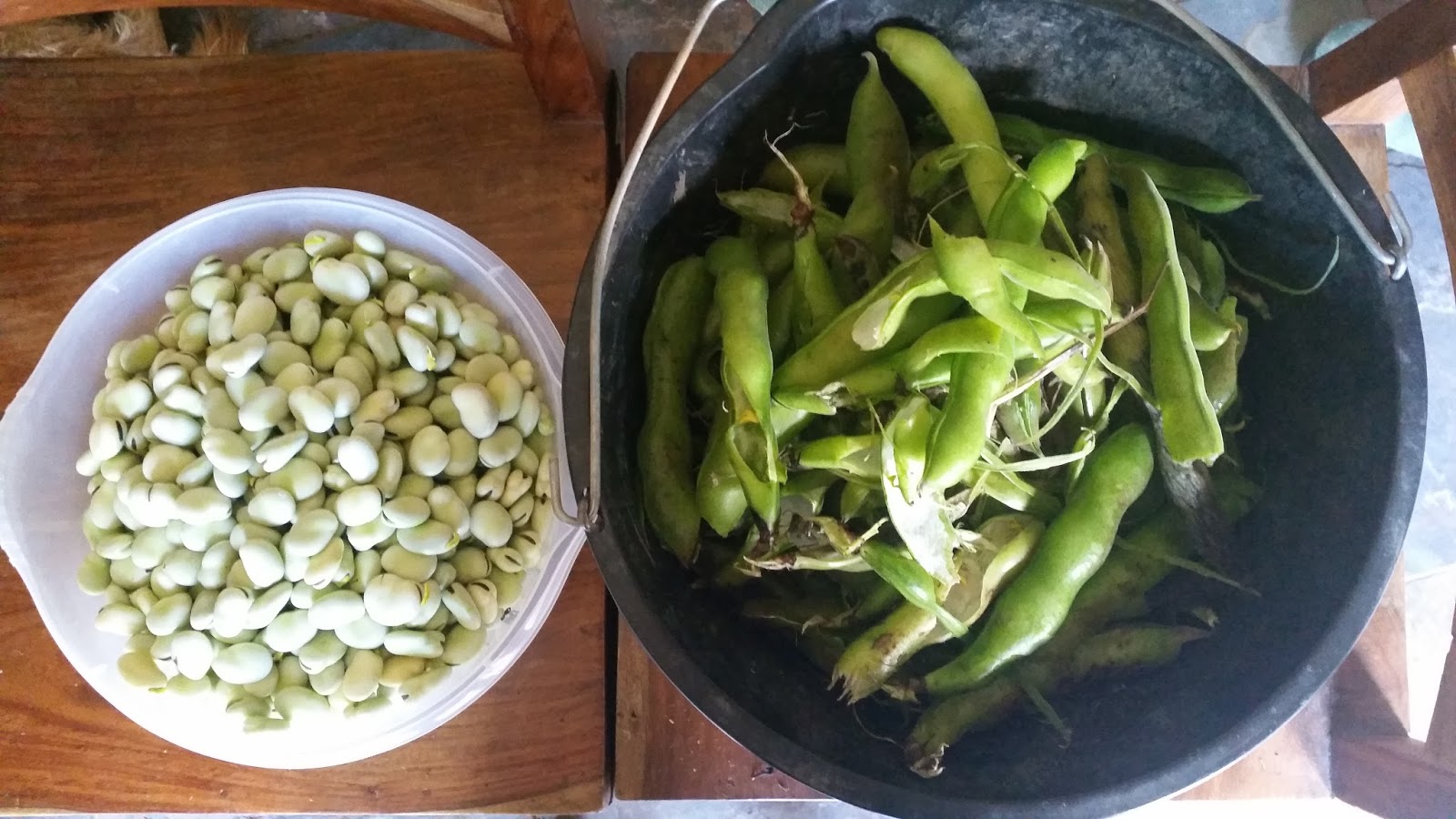 Tales from Swallow Farm Broad Beans Sleeping In A Blankety Bed...