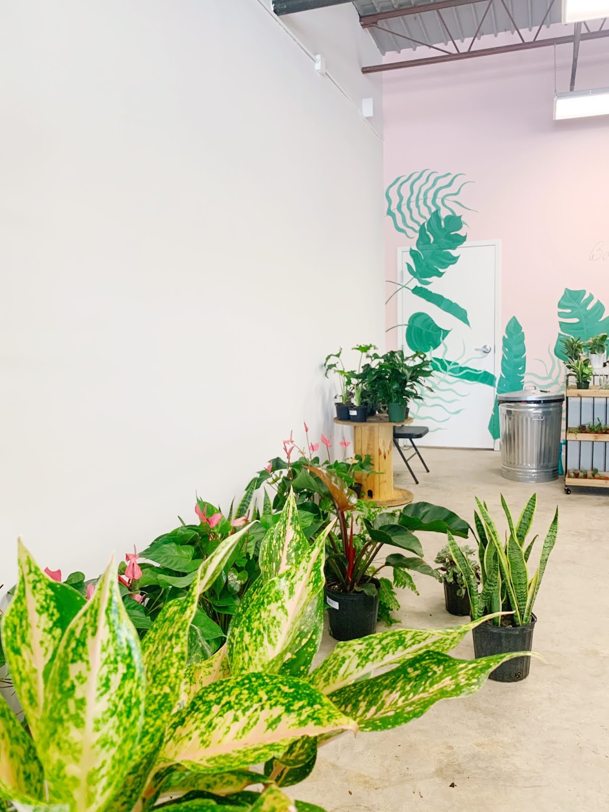 My Favorite New BlackOwned Plant Shop in AtlantaArea A Paper Arrow