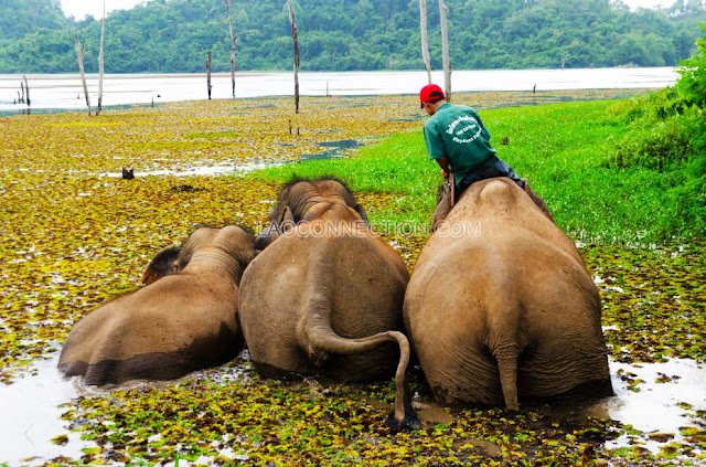 Elephants enjoy a dip in the water in Sayaboury