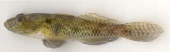 Bangladesh Development Studies: Freshwater Fish of Bangladesh