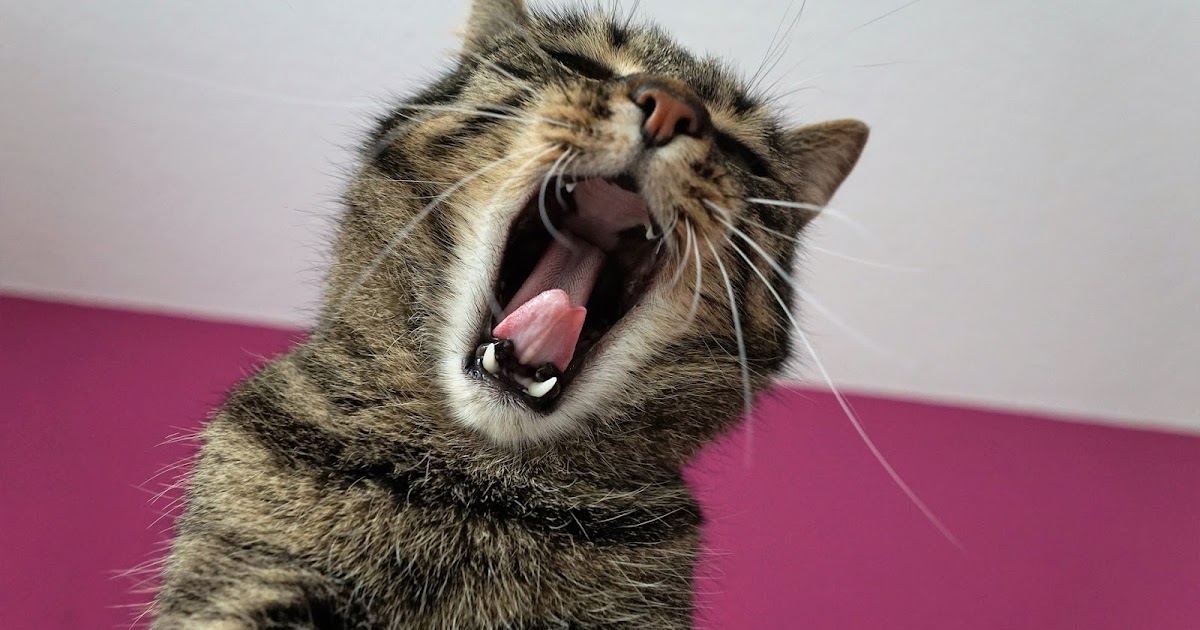 Why does my cat vomit hairballs? cat infos everyday