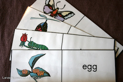 toddler homeschool, butterfly unit study