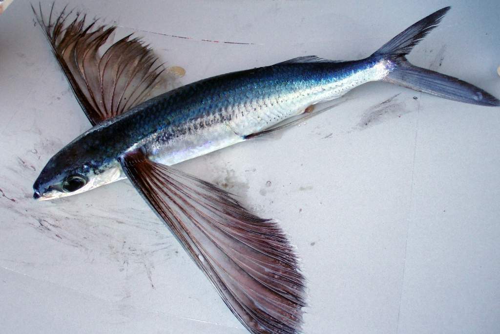 i am fish flying fish i am fish flying fish