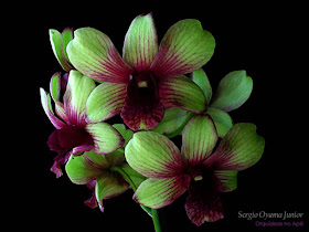 Orquídeas no Apê: Orquídea Denphal