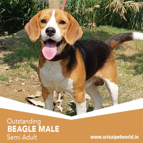 Get Beagle male semi adult male in Delhi, Noida, Gurgaon, Haryana, Ambala, Jalandhar