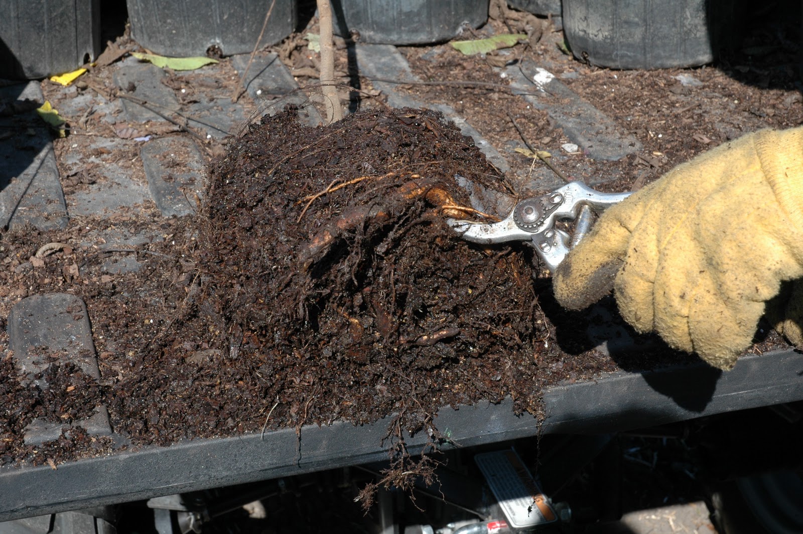 Northern Pecans Planting containergrown pecan trees