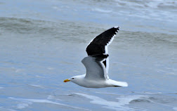Black backed gull skimming the waves
