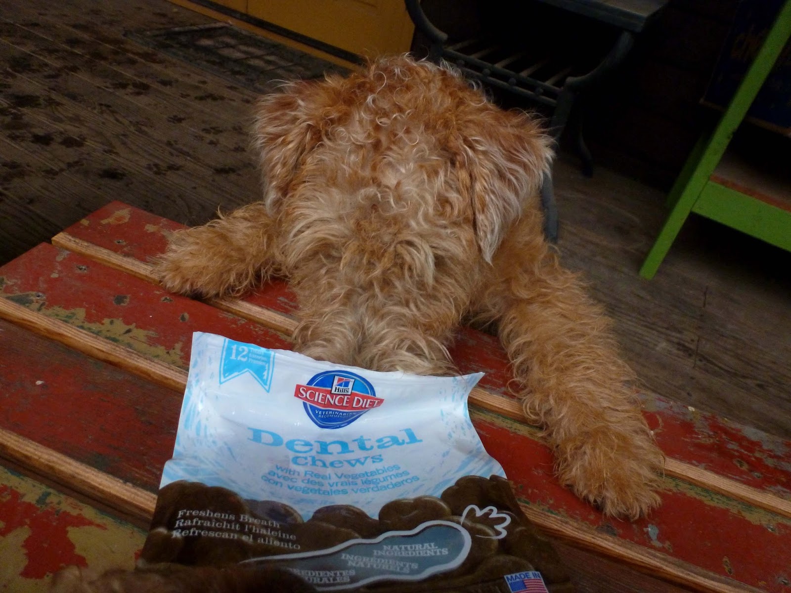 hill's science diet dental chews