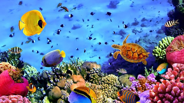 Coral Reef - HD Wallpapers | Earth Blog