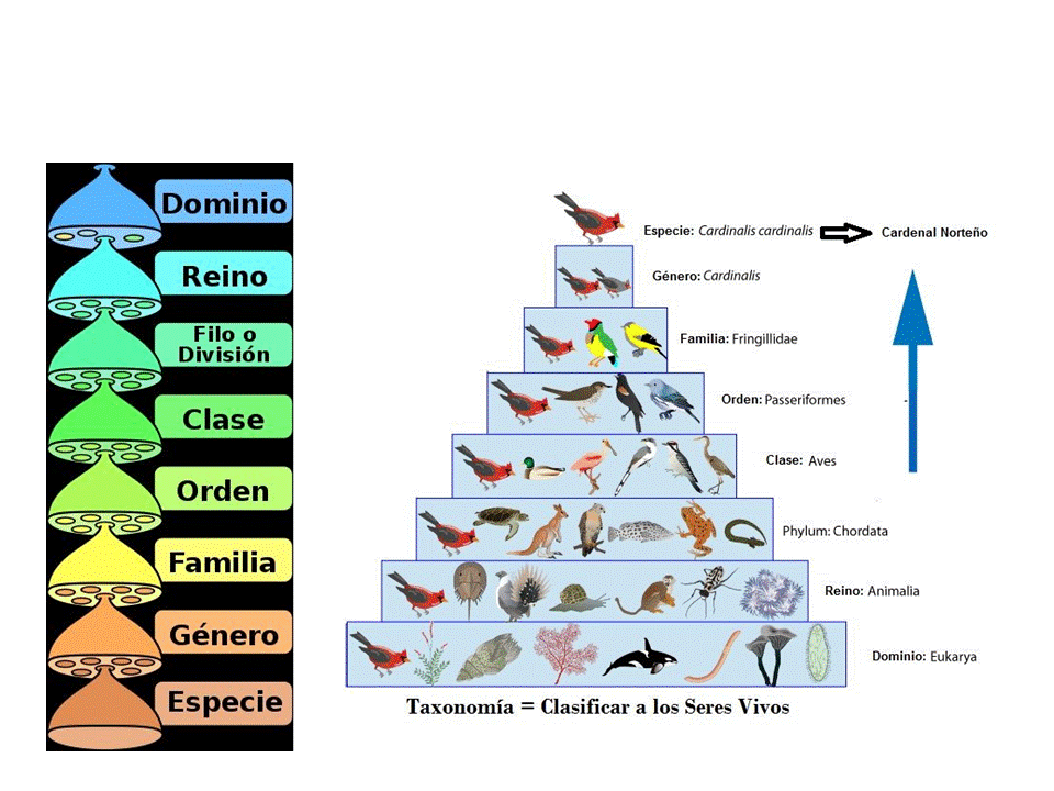 LA ESPERANZA EN LA CIENCIA febrero 2019