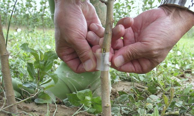 El poder de las Fases lunares en la Siembra, recolección , trasplantes