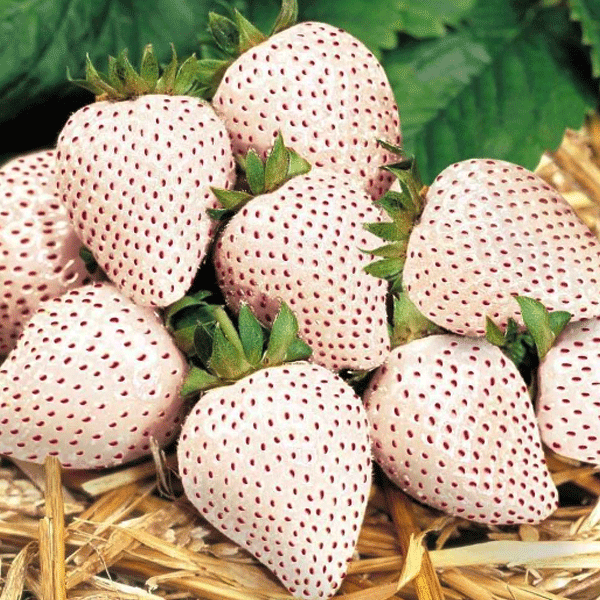 manfaat-buah-pineberry