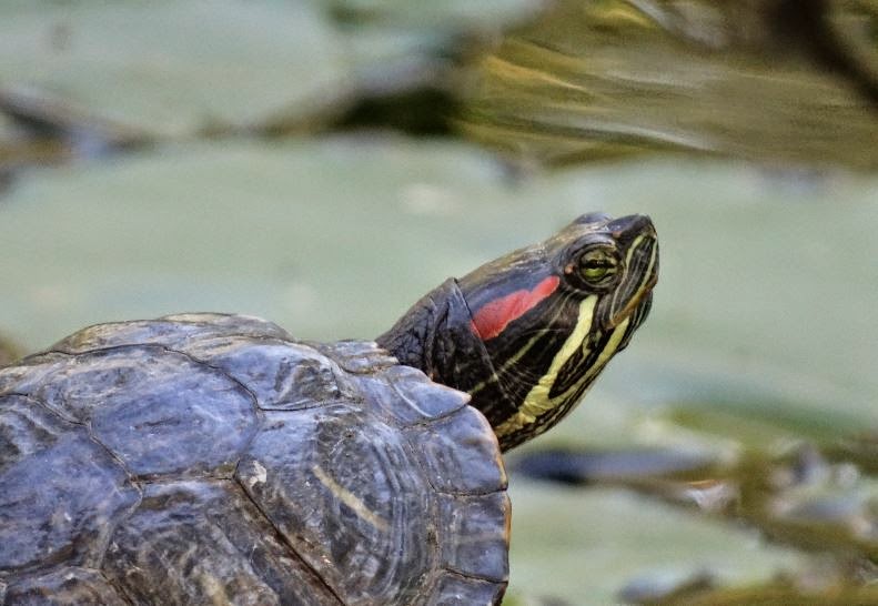 Houston in Pics: Wildlife at Memorial Park & Houston Arboretum