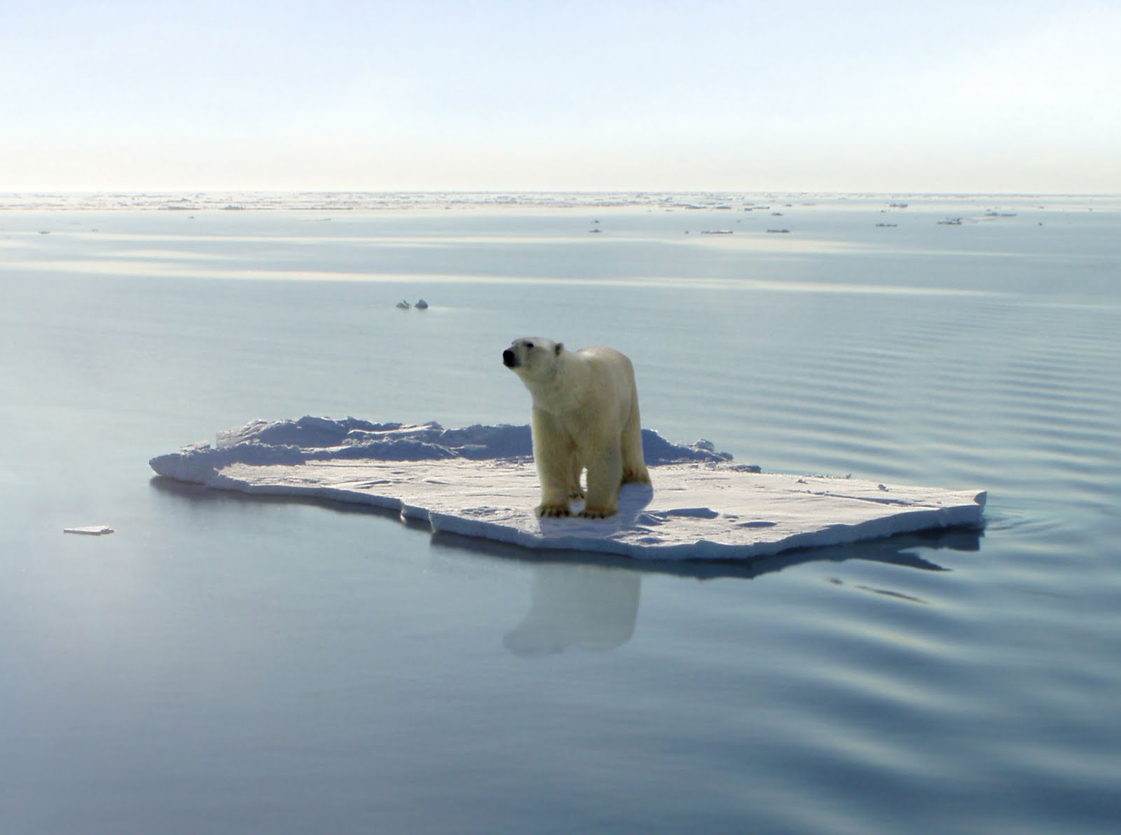 Voor Niets Gaat De Zon Op: Een ijsbeer op de Noordpool in 2050