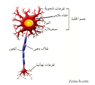 شكل الخلية العصبية