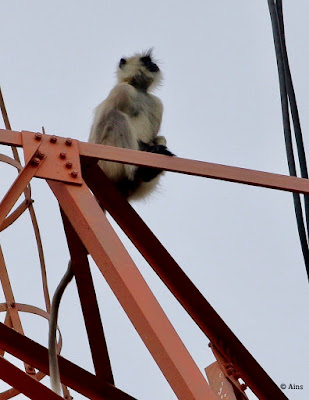 " Monkey watching the solar eclipse,atop a radio tower"