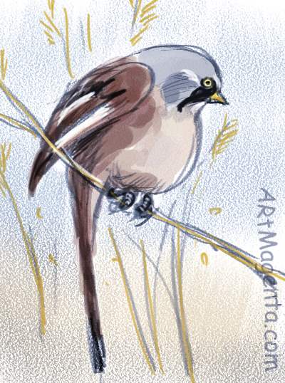 Bearded Reedling is a bird sketch by Artmagenta