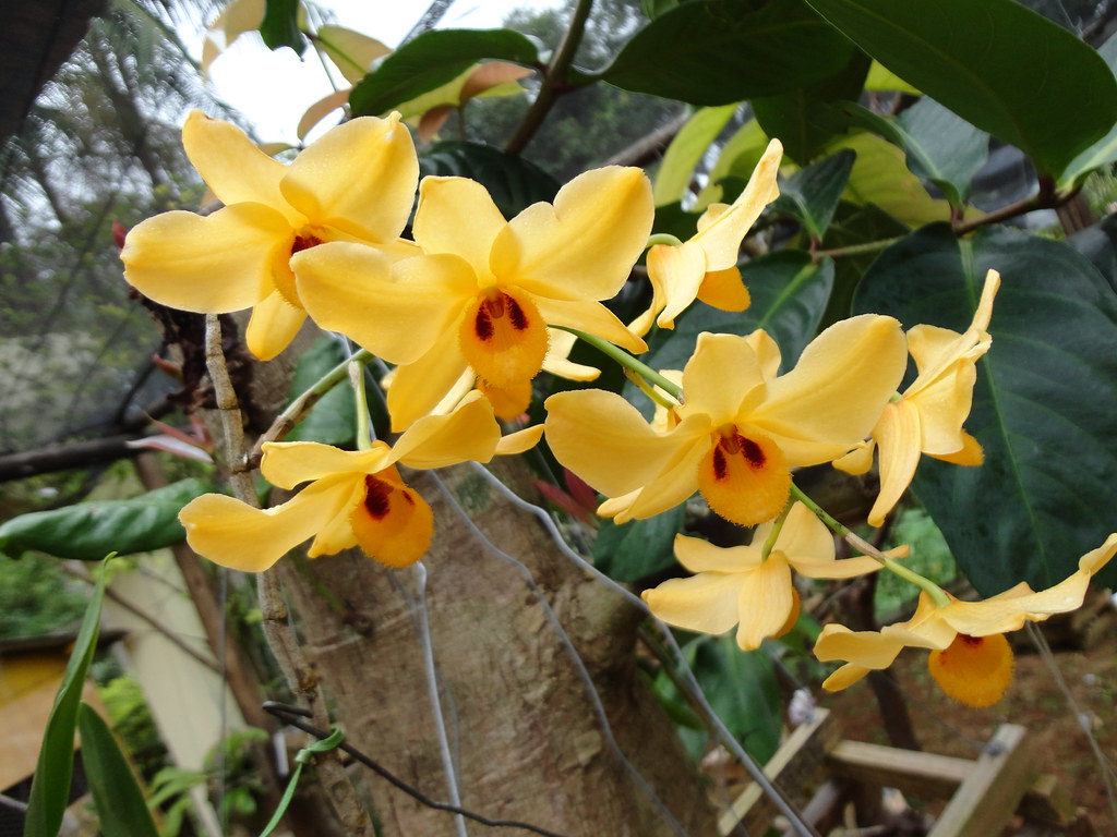 Dendrobium moschatum care and culture Travaldo's blog