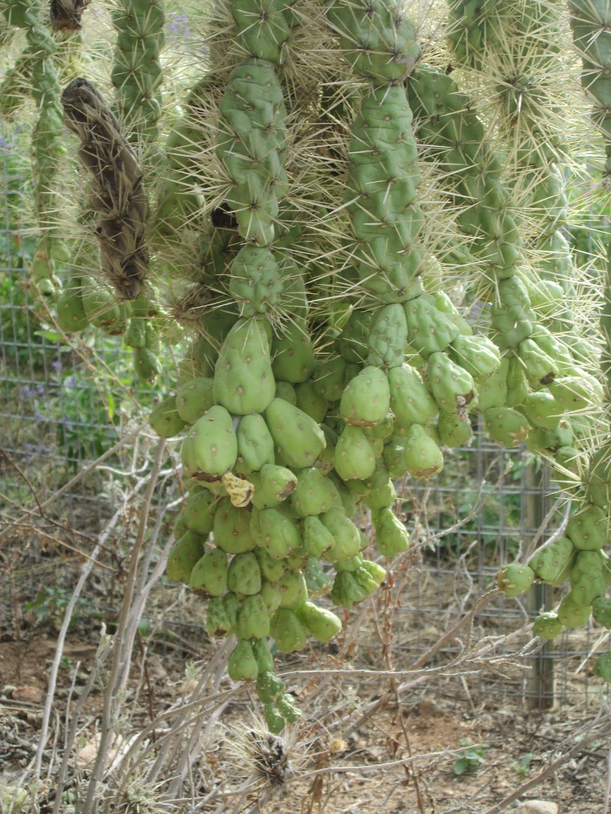 Peter Mullins' Blog Cactus fruit