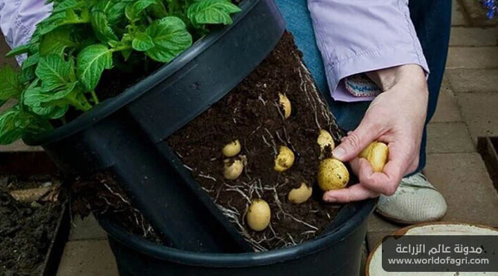فستان من تلقاء نفسها آمن  كيفية زراعة البطاطس داخل المنزل في أصيص باستخدام ثمرة بطاطس