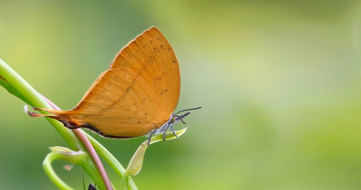 Butterflies Of Kerala Yamfly (Loxura atymnus) കുഞ്ഞിവാലൻ