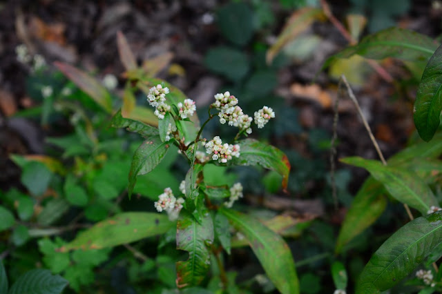 Persicaria maculosa Persicaria maculosa