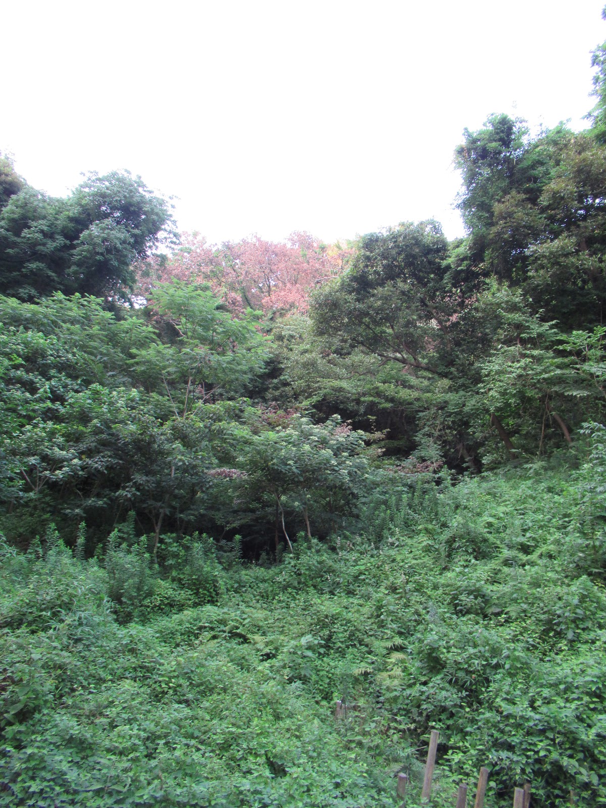 Adventure in Yokohama Citizen Forest: Biohazard: Japanese Oak Wilt in