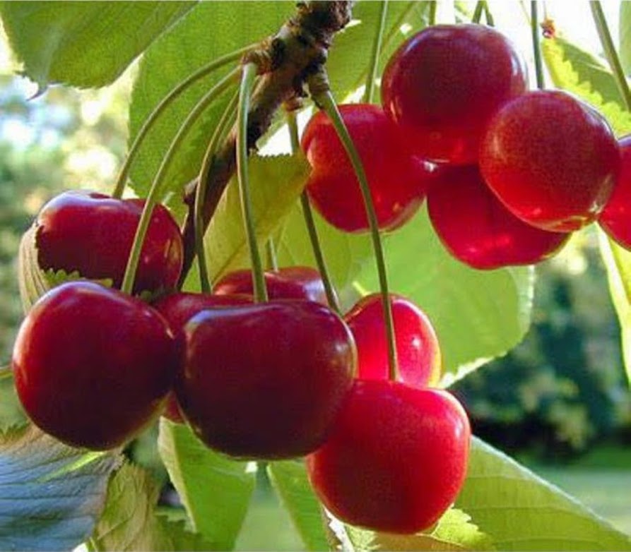 jual bibit cherry vietnam ceri ready tanaman buah berkualitas super Lolofitu Moi