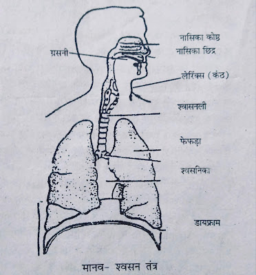 respiratory system in hindi respiratory system diagram respiratory system in human beings respiratory system organs respiratory system definition