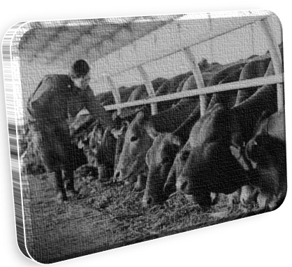 Penerapan Pewarisan Sifat Dalam Pemuliaan Makhluk Hidup Readyygo Penerapan Pewarisan Sifat Dalam Pemuliaan Makhluk Hidup Readyygo