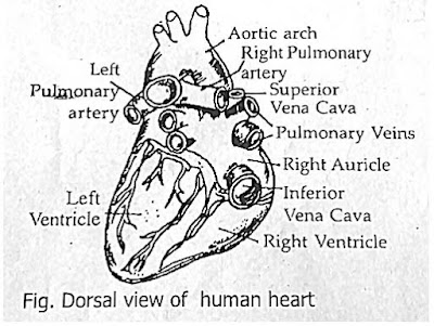 3 main functions heart, function of heart class 10, structure of heart ppt, understanding the cardiovascular system, what is the function of the lungs, function of blood vessels, structure of heart class 10, heart, structure and function, structure of mammalian heart pdf, structure of the heart worksheet, structure of cardiovascular system, internal features of heart, internal chambers of heart, external structure of heart wikipedia, clinical application of heart, internal structure of brain, right atrium structure, sulcus terminalis in heart, external anatomy of the heart posterior view, interior view of the heart,