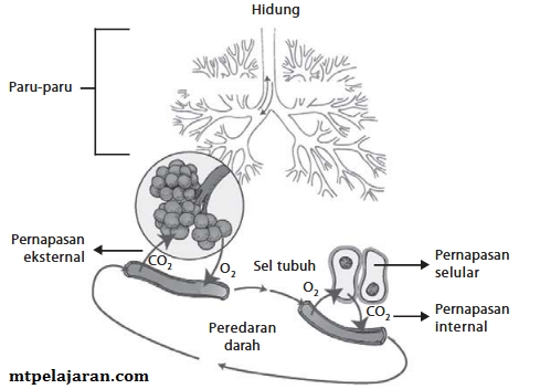 Gambar pernapasan eksternal, internal dan selular