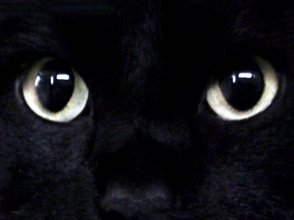 Black Cat Wallpaper | Fun Animals Wiki, Videos, Pictures, Stories