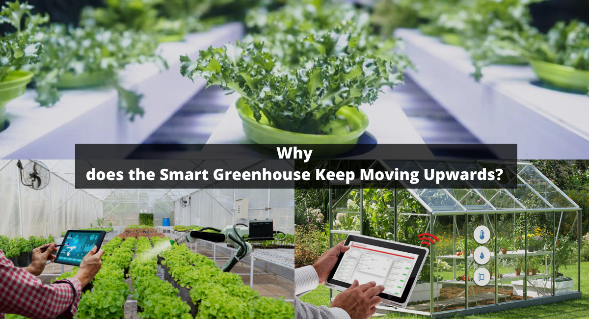 Smart Greenhouse The Future of Agriculture