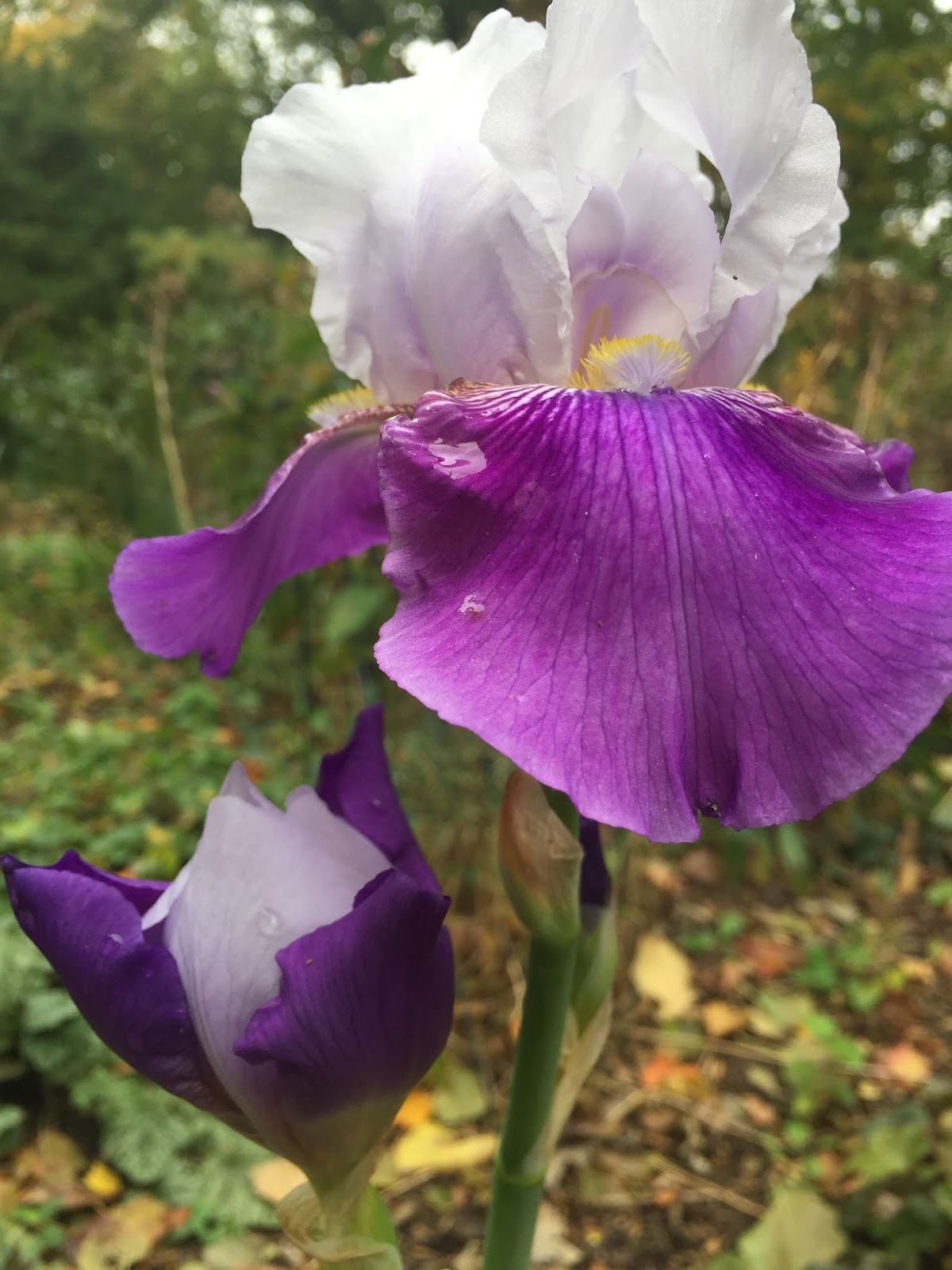 The Phytophactor Friday Fabulous Flower Fall flowers?