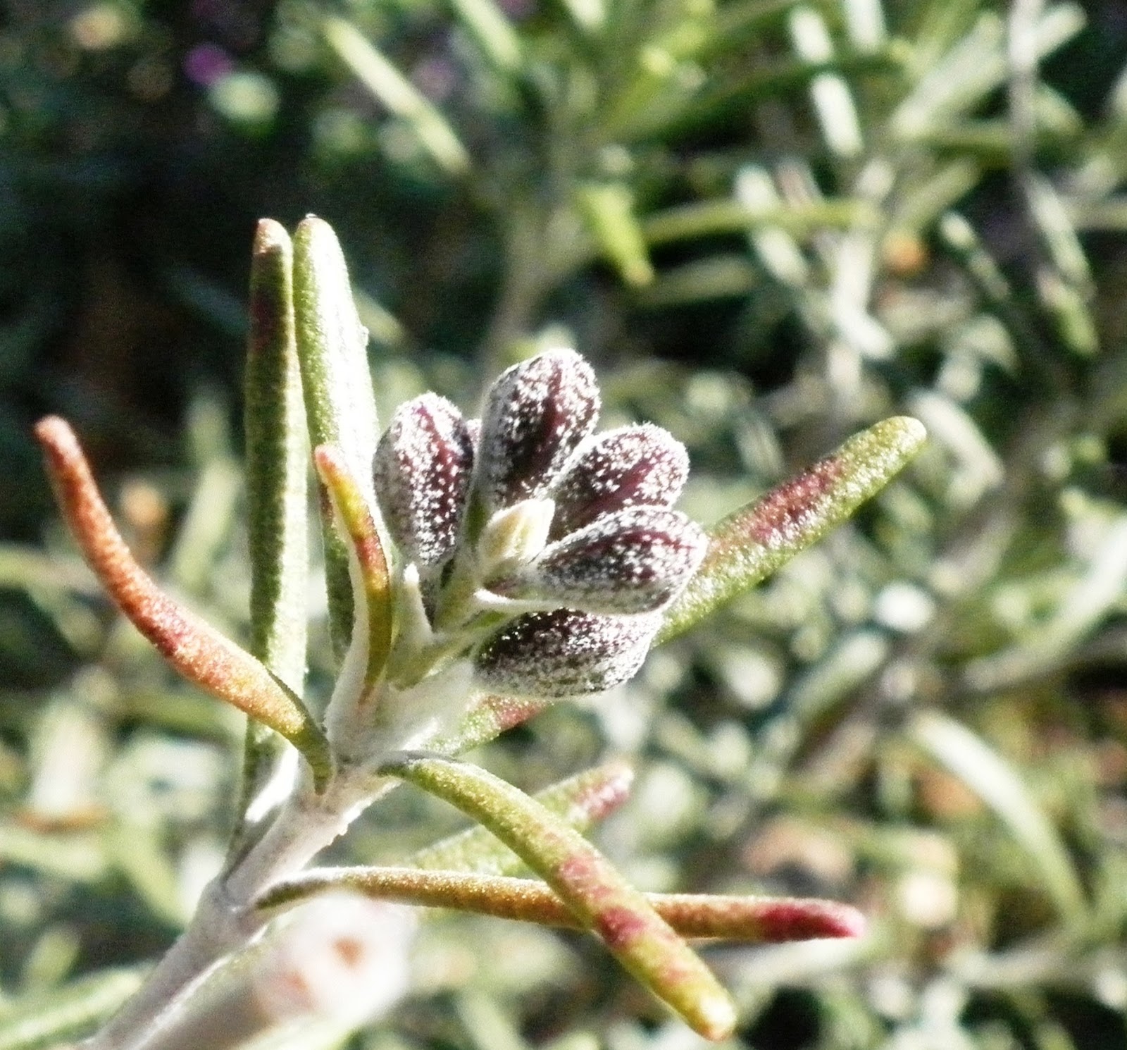 The Essential Herbal Blog Rosemary Herb of Remembrance (with recipes)