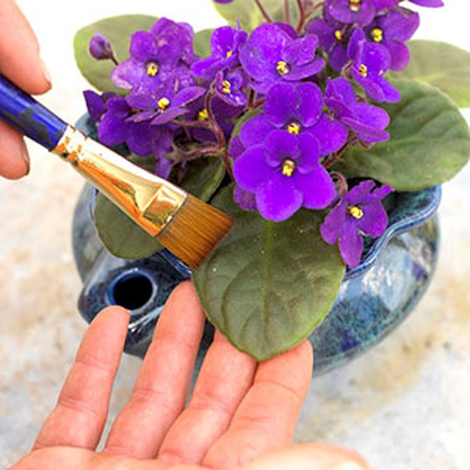 Tips On How To Take Care For African Violets