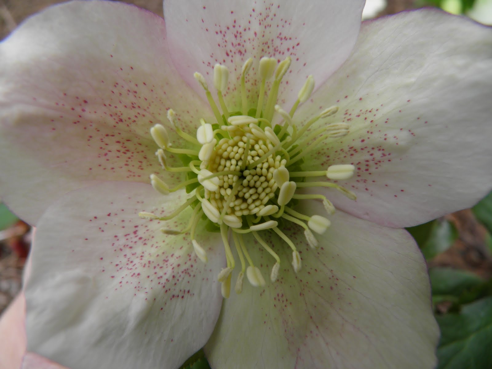 Why are they called Lenten Roses?