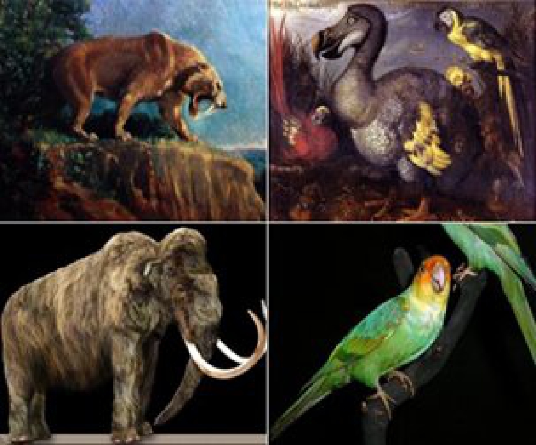 Lista De Animais Extintos