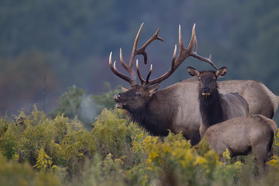 Country Captures Pennsylvania, a great place to experience Elk