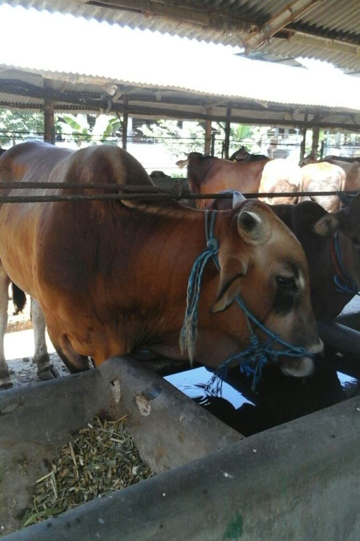 Warga Desa (World's): Berkat olahan PT Agro Fauna Kertosari, Indonesia telah memiliki Sapi TERBESAR di Dunia