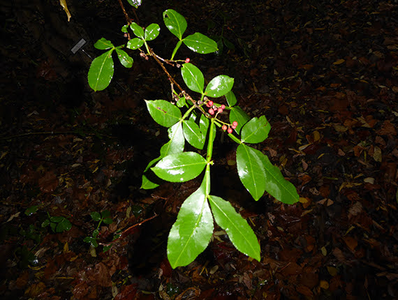 Zanthoxylum acanthopodium