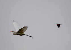 winged chasing bird savoring egret servant