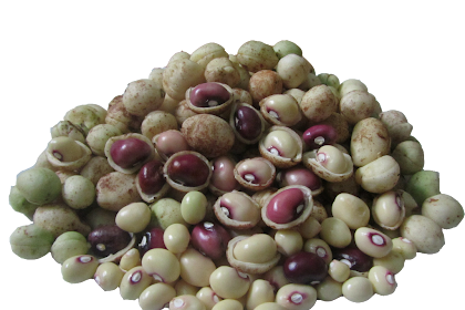 Kandungan Manfaat Dan Khasiat Kacang Bogor