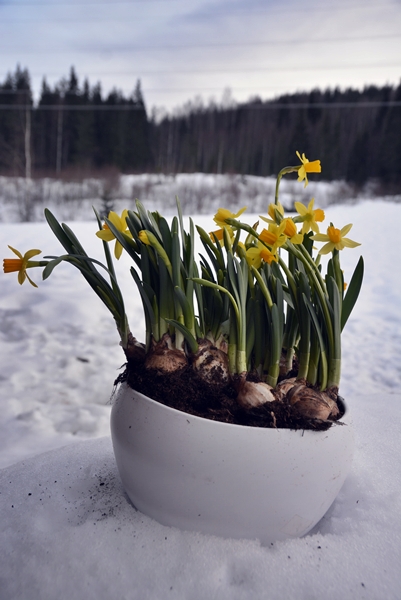 påskeliljer