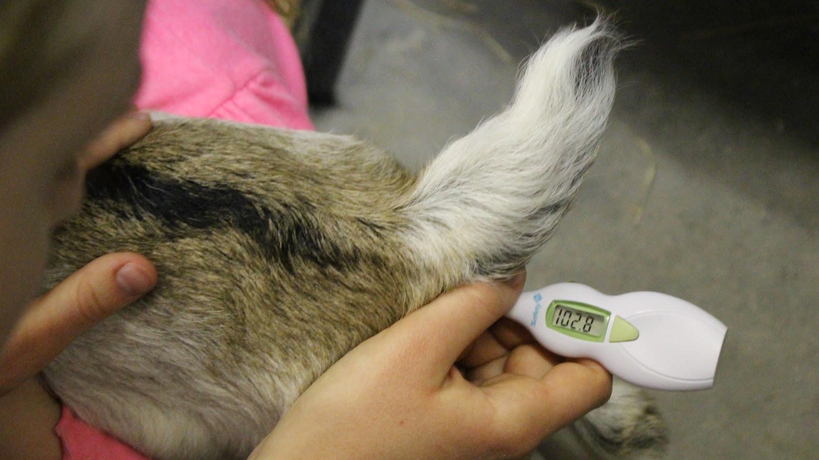 Using a digital thermometer rectally, to check your goat's temperature. This goat is showing a temperature in the normal range.